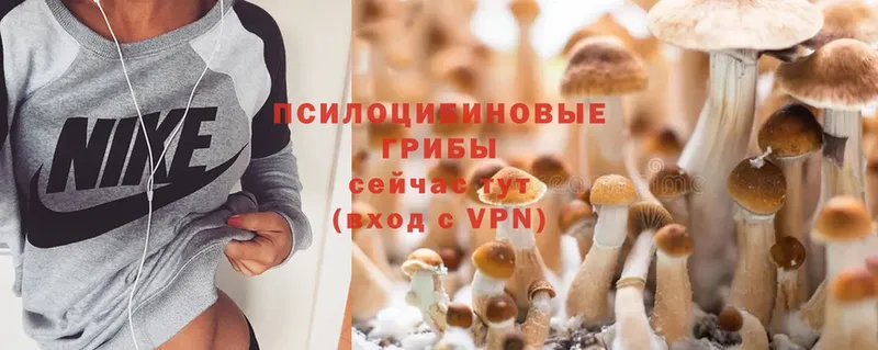 купить наркотик  Лыткарино  Галлюциногенные грибы Psilocybe 